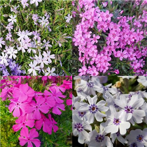 Phlox Subulata Collection 3x9cm